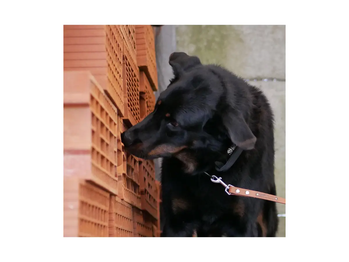 detection